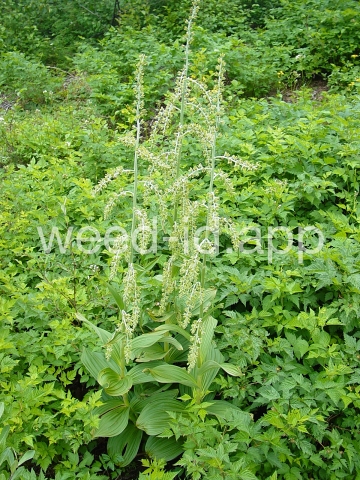 false-hellebore, green